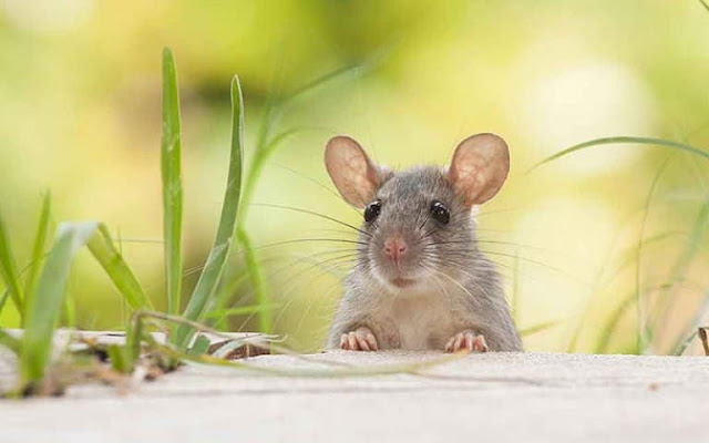 මීයෝ ගැන අරු​ම පුදුම විස්තර (Amazing Details About Rat - Miyo) - Your Choice Way