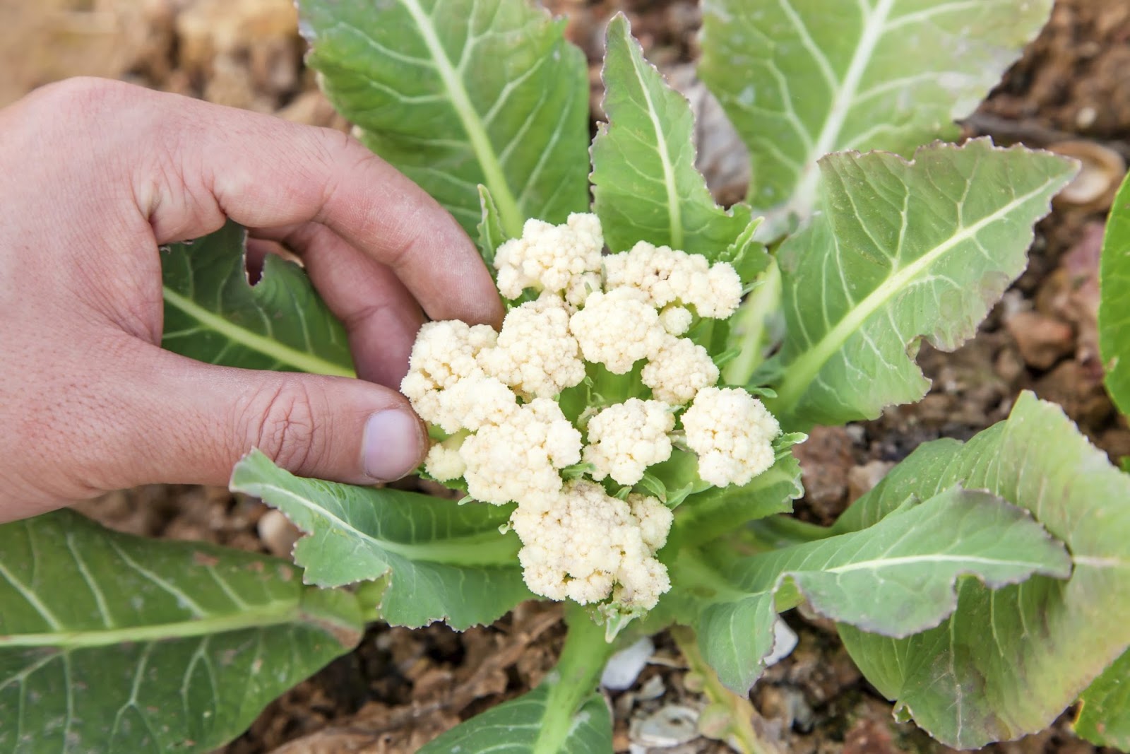 The Buttoning Of Cauliflower [Causes And Remedies]