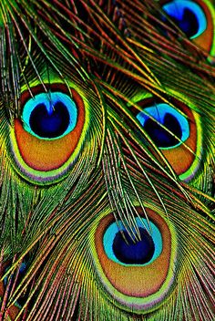 peacock images