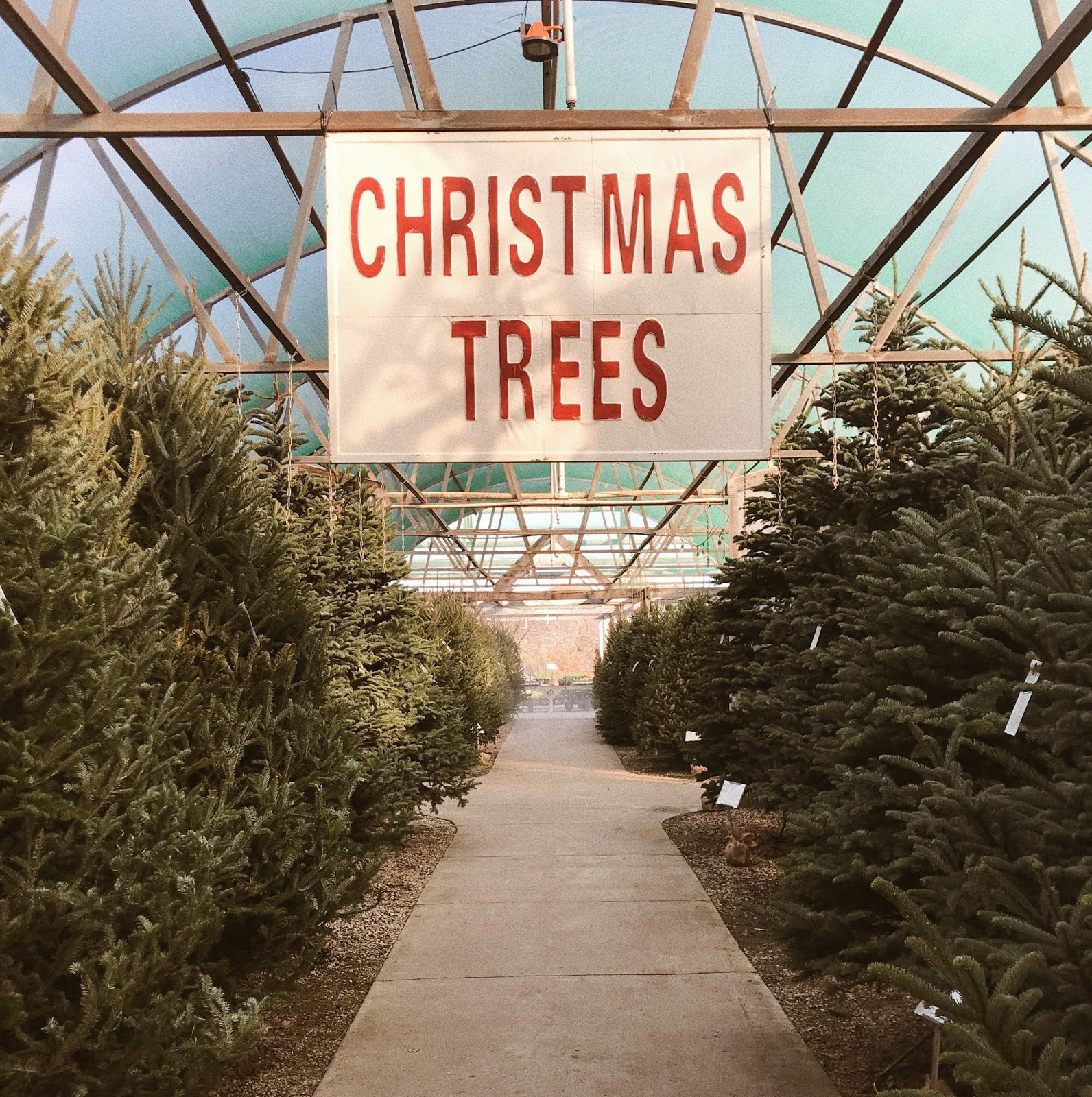 Real vs. Artificial Christmas Tree