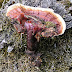 Ganoderma Reishi.Ιστορική Αναδρομή και η Θεραπευτικές Ιδιότητες Του Φαρμακευτικού Μανιταριού.
