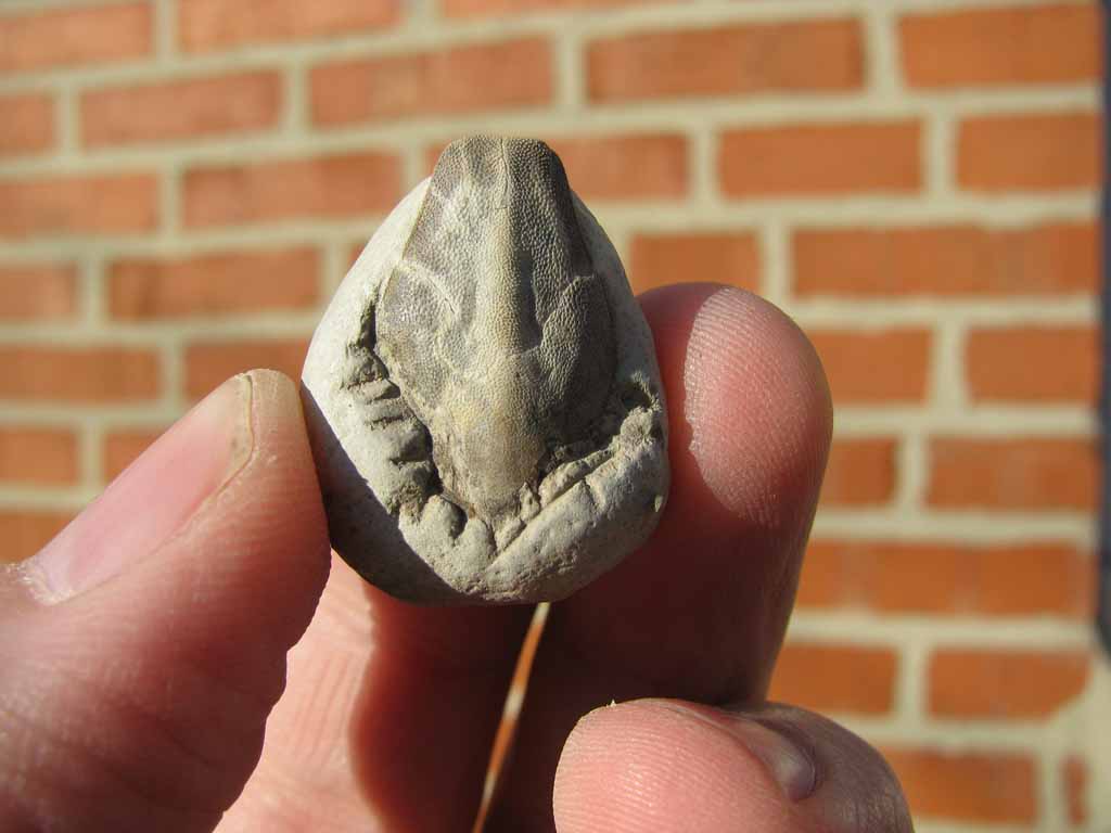 Views of the Mahantango Fossil crab Notopocorystes from Texas