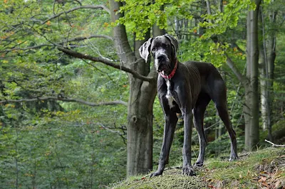 الكلب الدانماركي الضخم- الدرواس الألماني Great Dane
