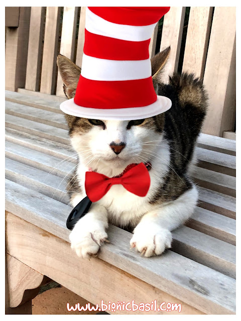 Basil The Cat In The Hat ©BionicBasil® The Midweek News Round-up