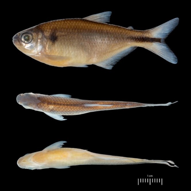 Species New to Science [Ichthyology • 2018] Hemibrycon iqueima • A New