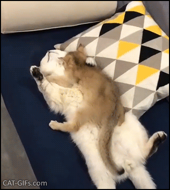 Cute Cat GIF • Adorable Kitty sleeping on Mom hugging her with tenderness. Purrfect bed and pillow Cute Cat GIF • Adorable Kitty sleeping on Mom hugging her with tenderness. Purrfect bed and pillow
