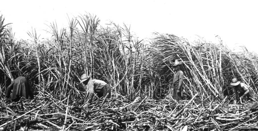 Koh Kong Sugar Plantation