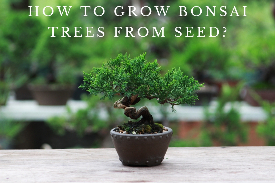 Seed Balls How To Grow Bonsai Trees From Seed