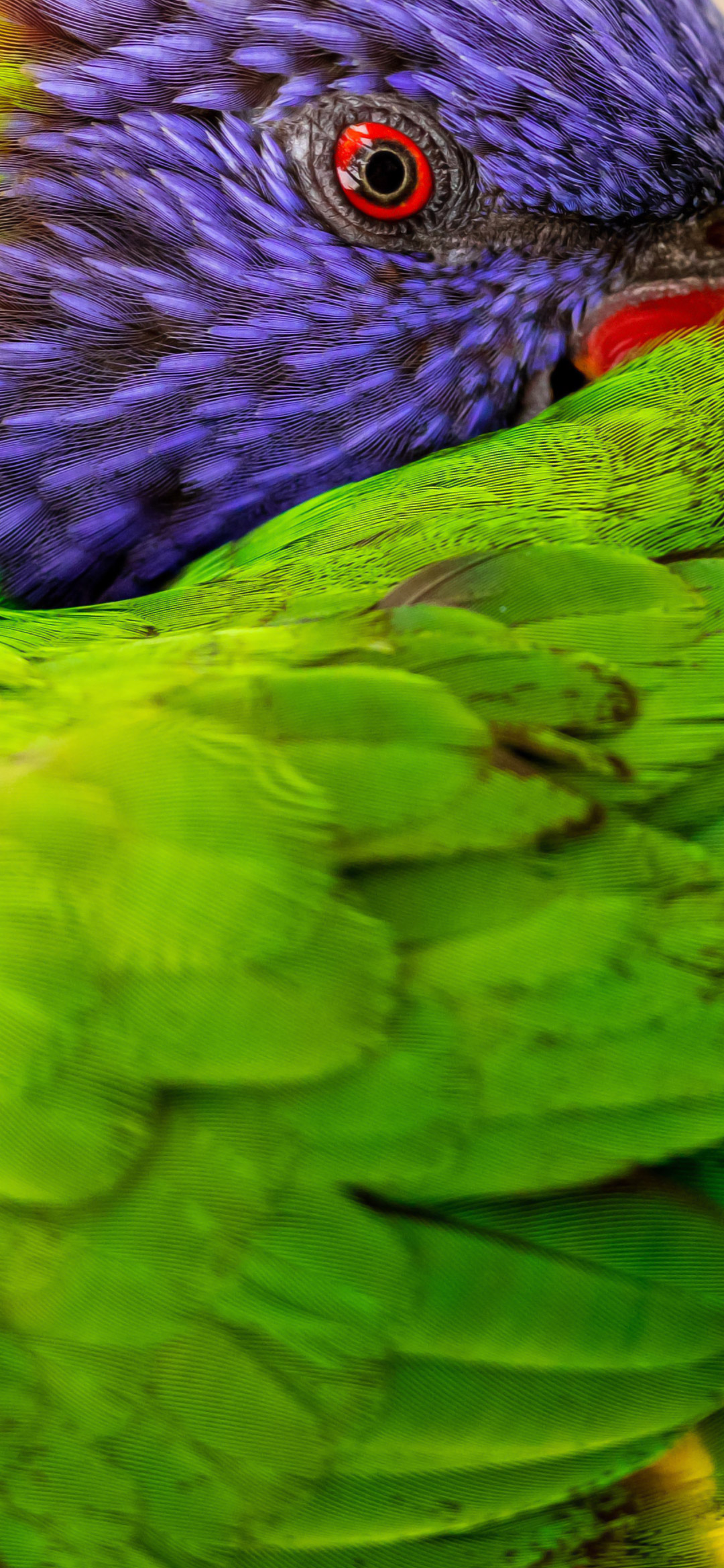 close-up-of-green-and-blue-bird-wallpaper
