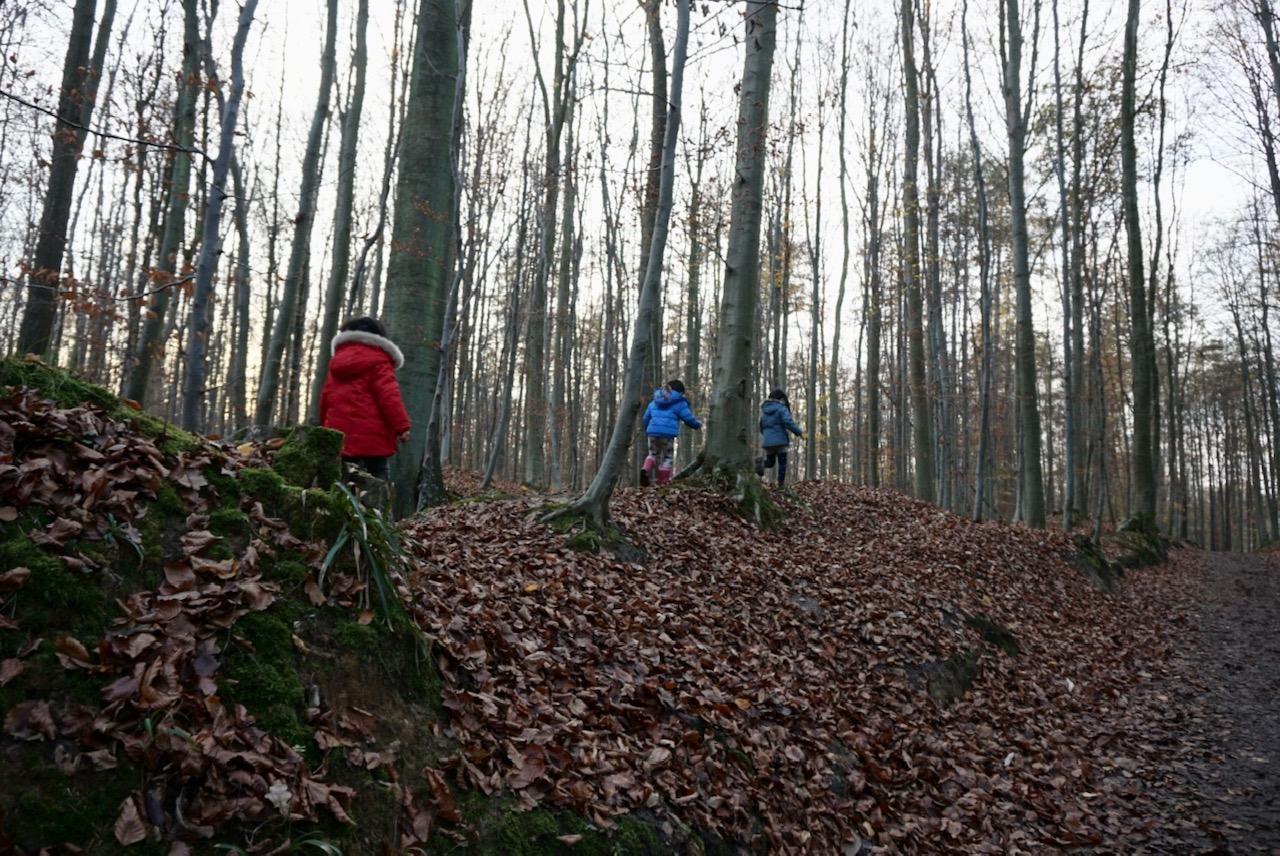 11月25日(水)ソワーニュの森オーデルゲム入り口での活動報告
