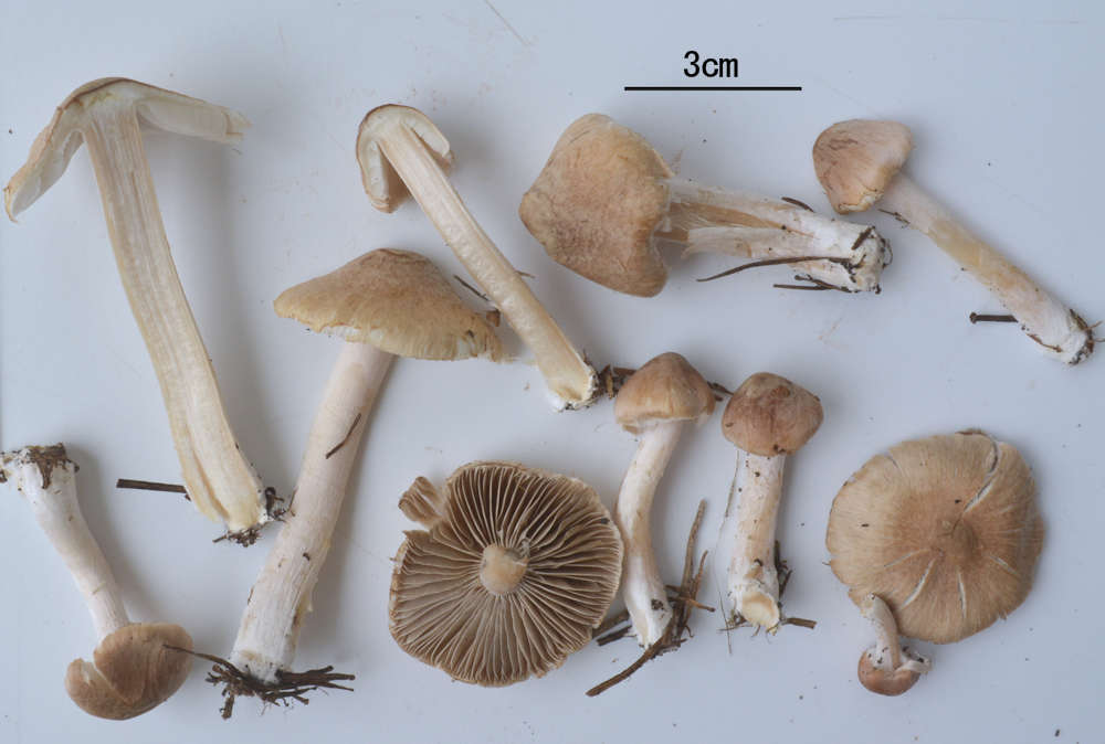 きのこメモ 7月 19