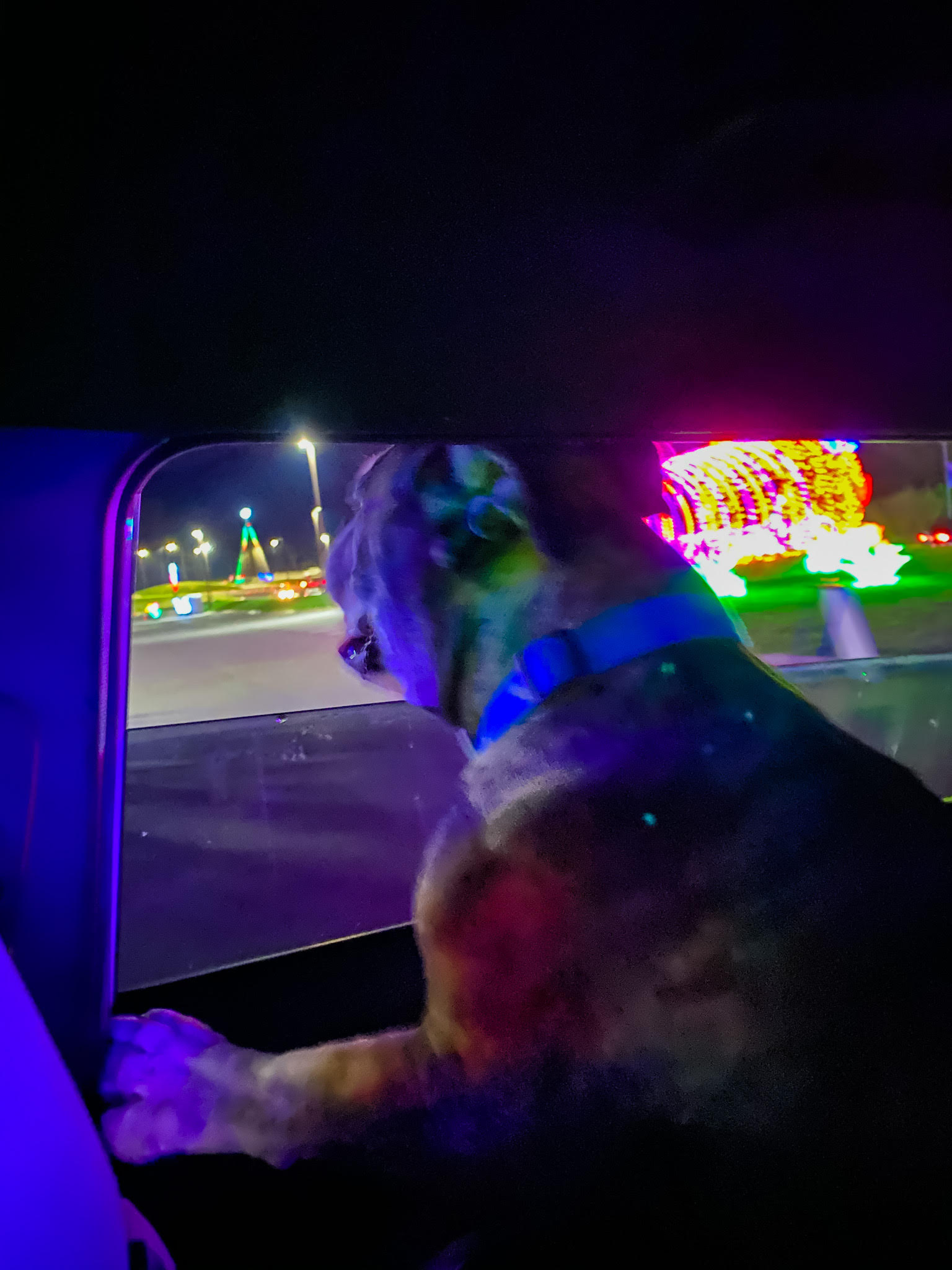 Winter Lights Asheville