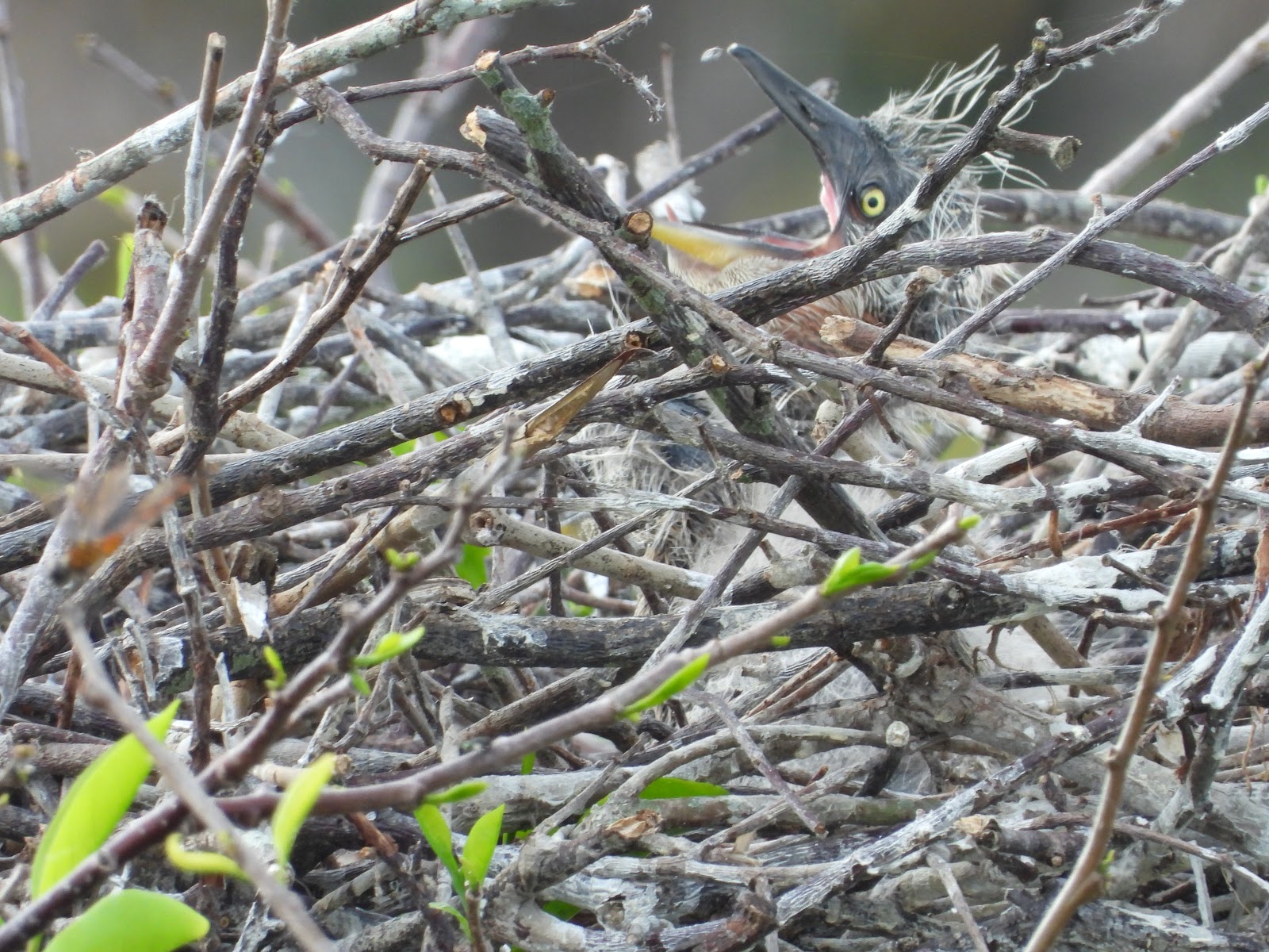 Bird & Travel Photos, Birding Sites, Bird Information GREAT BLUE HERON