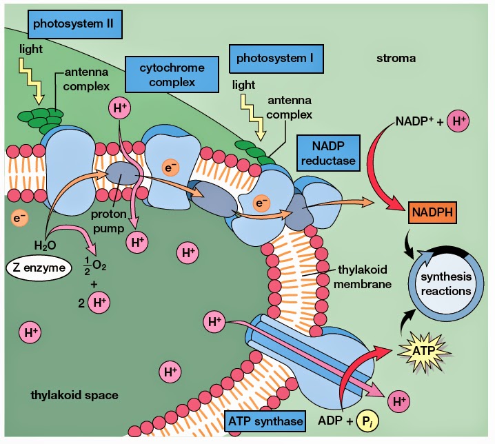 Sulli's Biology Ch 8 Photosynthesis