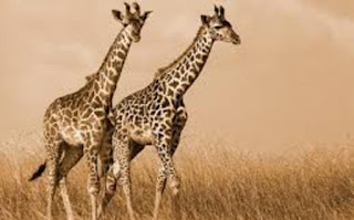 जंगली प्राणी जिराफ माहिती ▷ some facts about giraffe in hindi जंगली प्राणी जिराफ माहिती ▷ some facts about giraffe in hindi