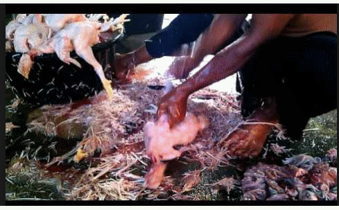 Halal dan haram tentang daging Hewan sembelihan | Dakwah Islamiyah