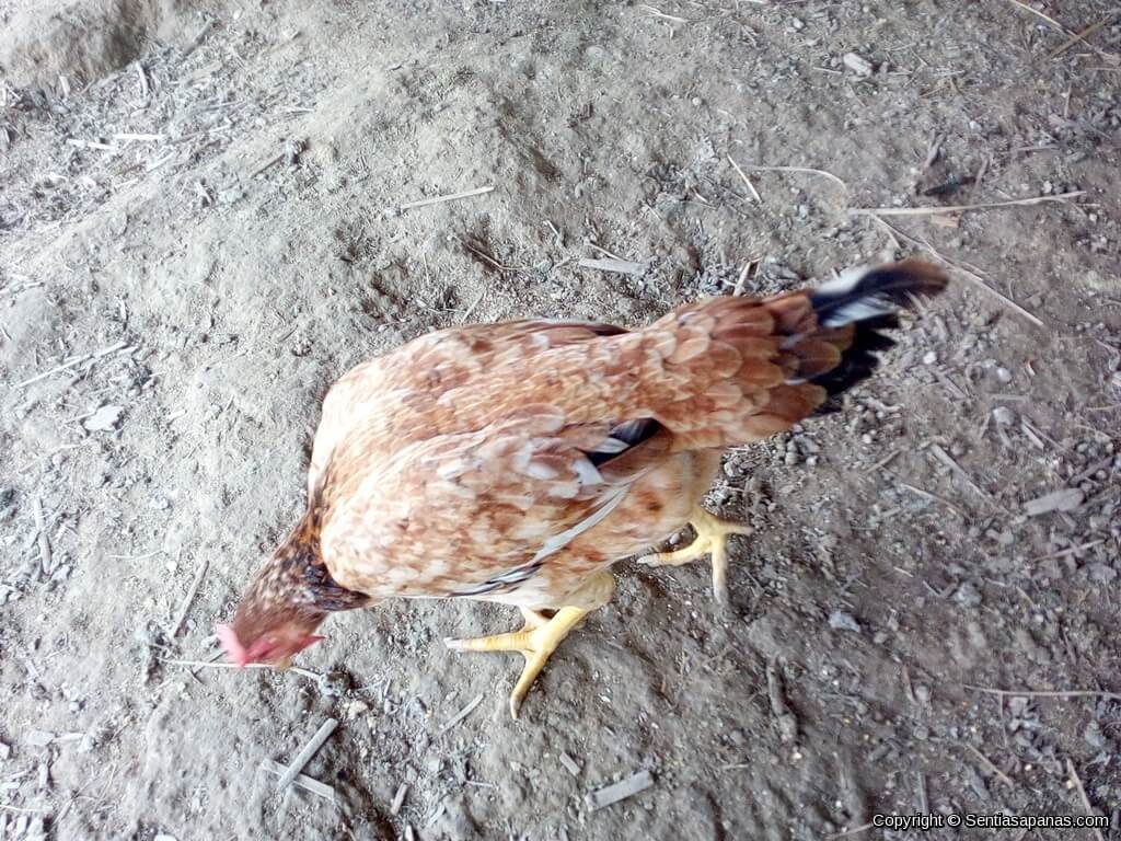 Ayam Kacuk Kampung Betina