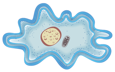 Life process - Nutrition in Amoeba