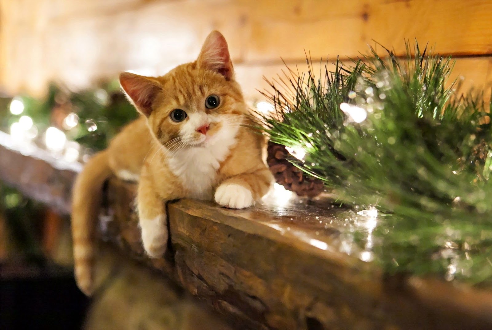 Ideasbeauty: GATITOS NAVIDAD ^-^