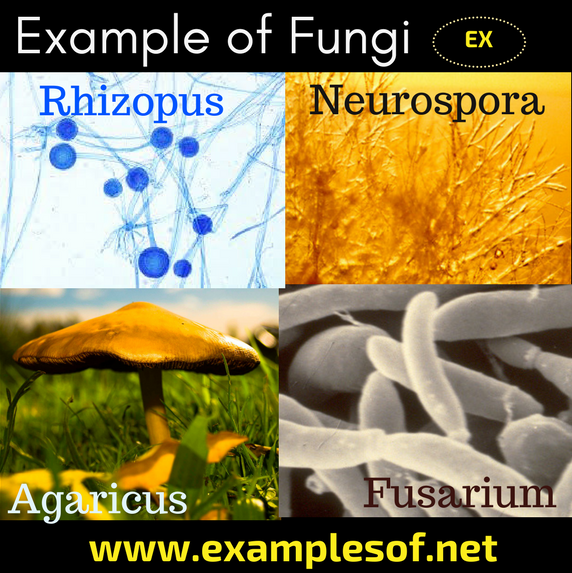 Types Of Fungi Microorganisms