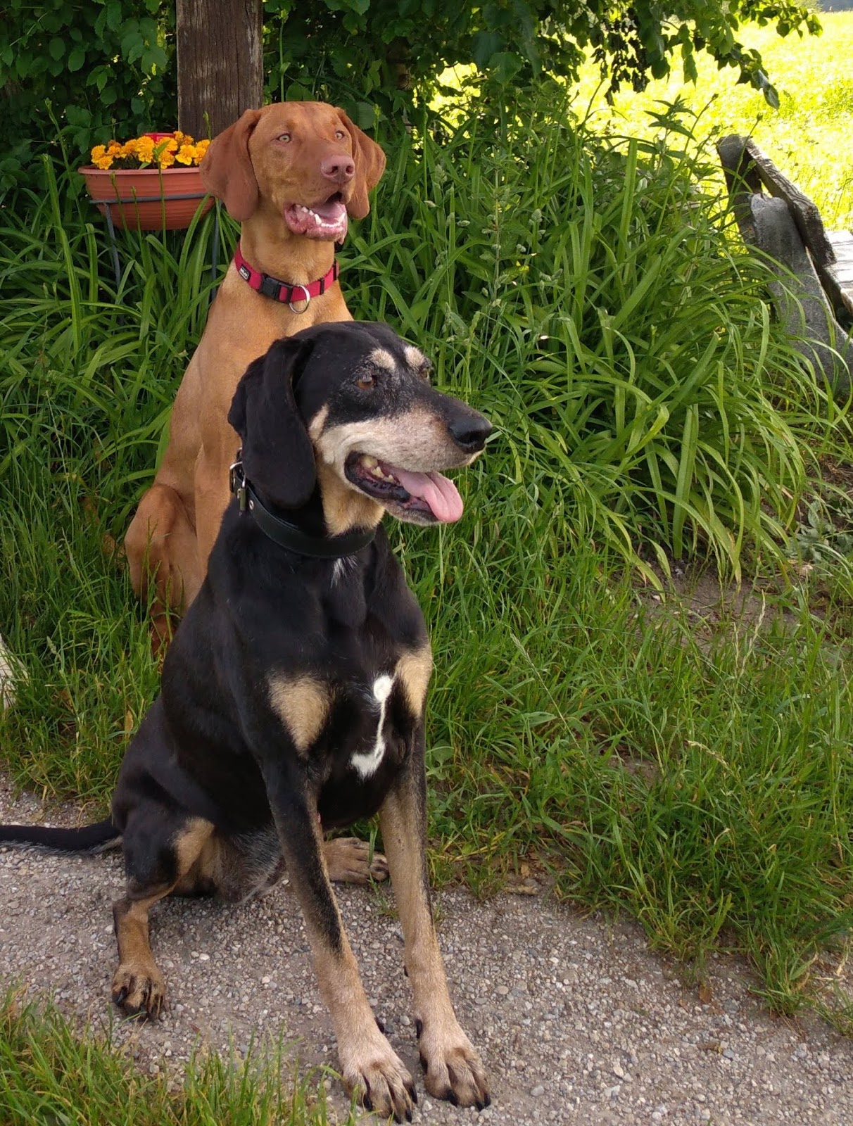 Griechische Bracke, Beagle, Magyar Vizsla Simmerl