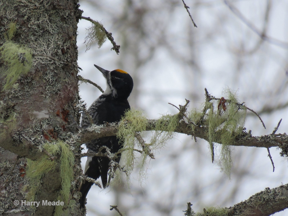 BLACK-BACKED WOODPECKER