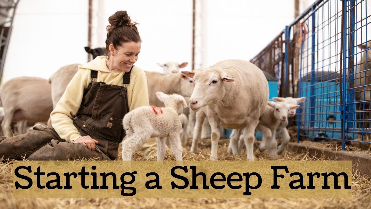 Profitable Sheep farming starter guide