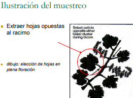 Anàlisis de las hojas: una vez puesto en marcha el cultivo, los análisis foliares permiten examinar las hojas en busca de carencias, igualmente se podrìa realizar cada 3-5 años si no hay problemas evidentes.