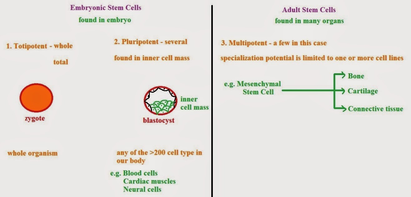 are embryonic stem cells totipotent are embryonic stem cells totipotent