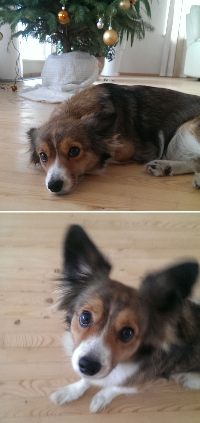 #7 Before And After Being Called A Good Girl - People Are Posting Pics Of Their Animals Before & After Being Called A Good Boy #7 Before And After Being Called A Good Girl - People Are Posting Pics Of Their Animals Before & After Being Called A Good Boy