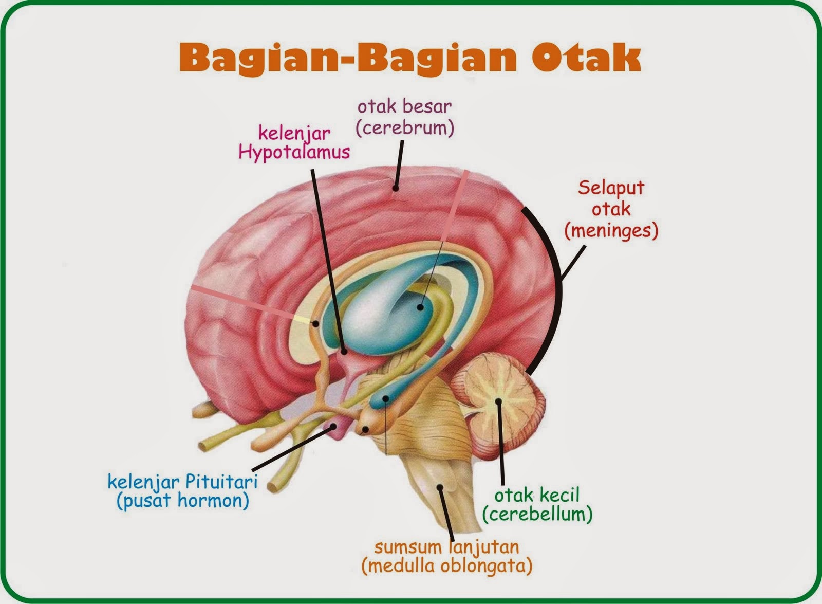 Junita s Blog Sistem  Saraf 