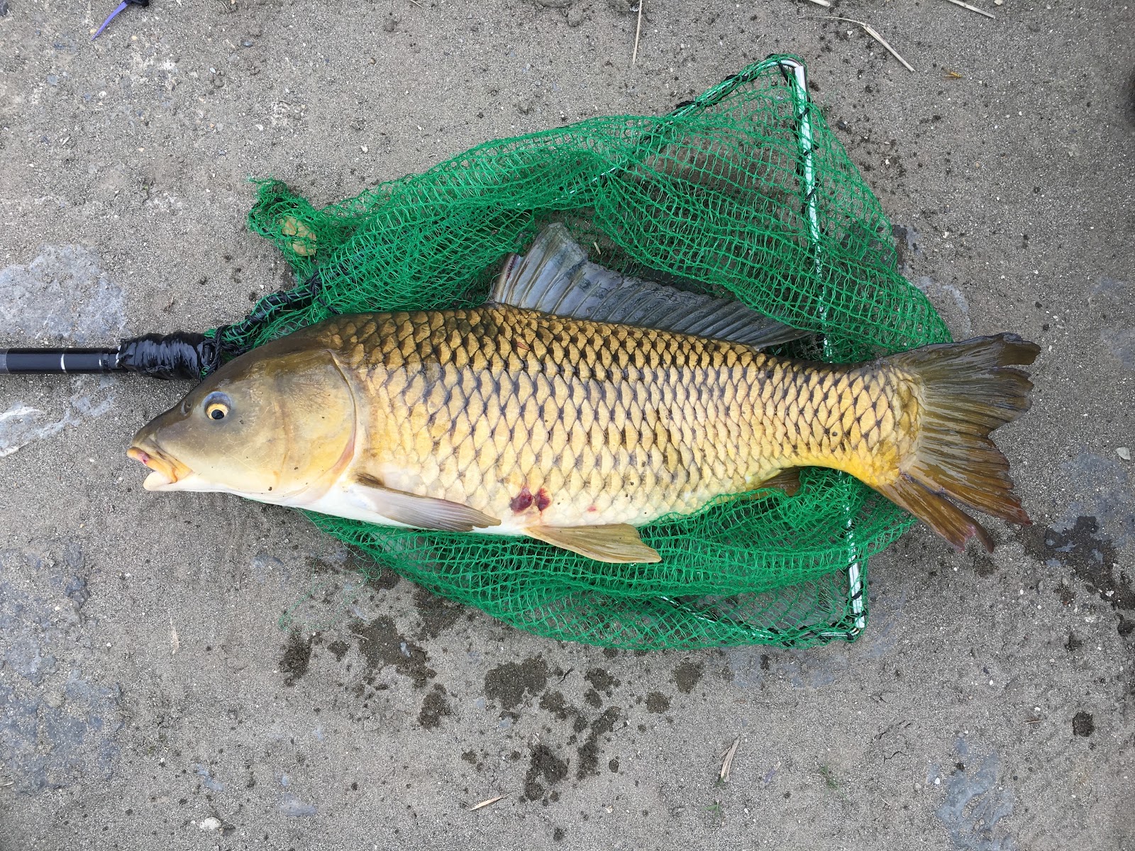 鯉用ルアー リメット が大ヒット 連日注文殺到中 最新ルアー学