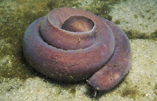 Hagfish