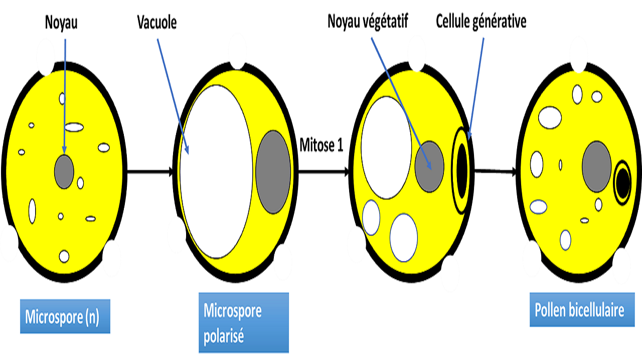 La formation du grain de pollen