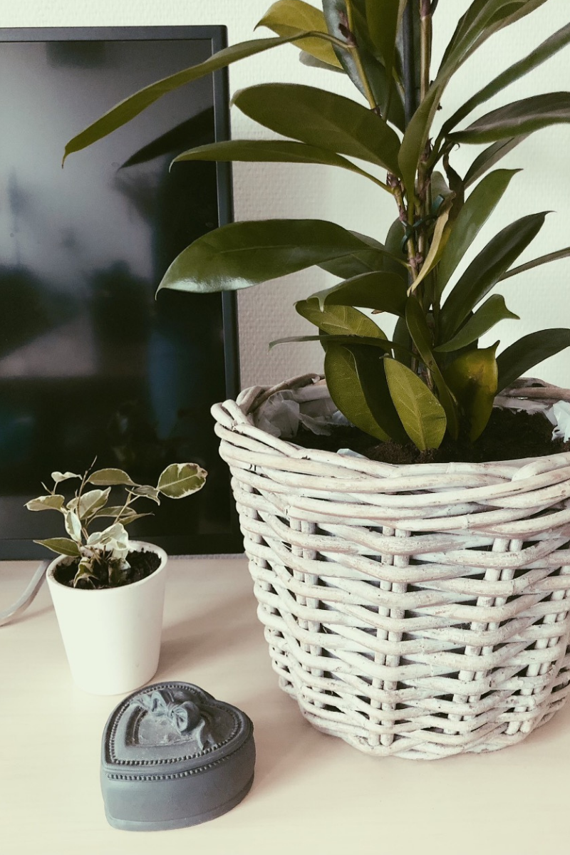 PlantRebelz planten en stekjes Haal meer groen in huis met PlantRebelz. Met mooie kamerplanten en stekjes uit eigen kassen.