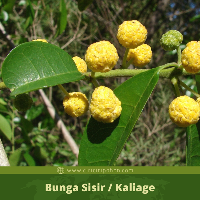 Ciri Ciri Pohon Sisir / Kaliage (Maclura cochinchinensis) Di Alam Liar