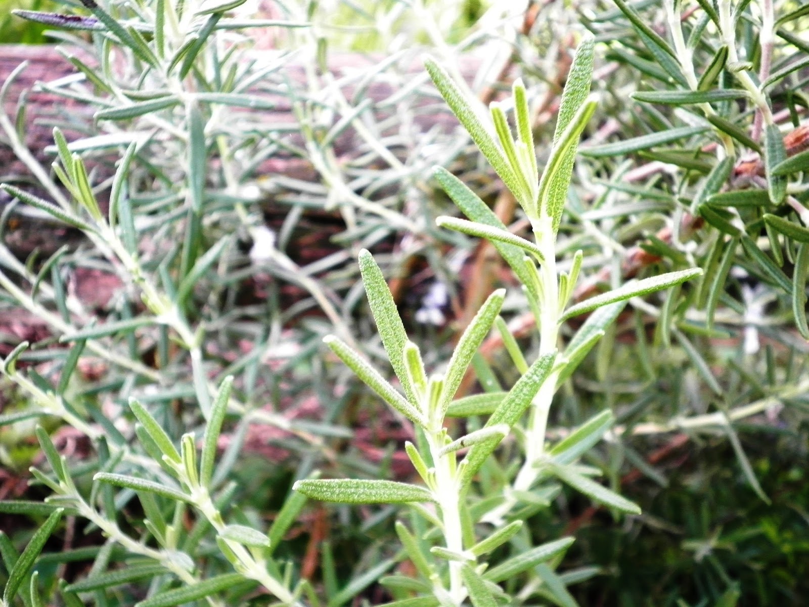 The Essential Herbal Blog Rosemary Herb of Remembrance (with recipes)