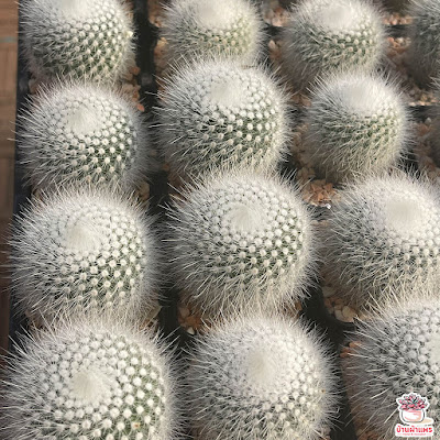 พาโรเดีย กระบองเงิน Parodia leninghausii Albispina