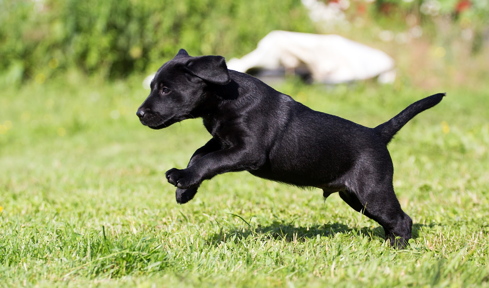 H Wurf 24.04.2016 Sie haben Namen