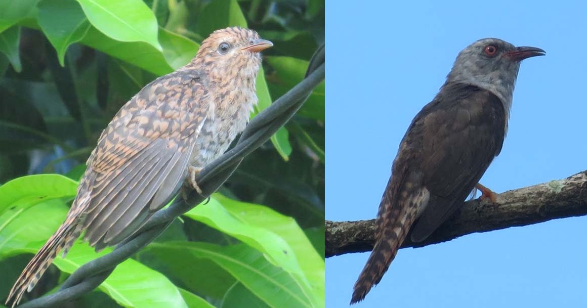 Daftar Spesies Burung Di Pulau Belitung Dan Mendanau Hasil Observasi Tahun 1888 Part 1 Komunitas Peta Belitung
