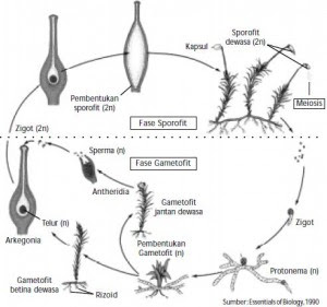 siklus hidup helminthosporium turcicum