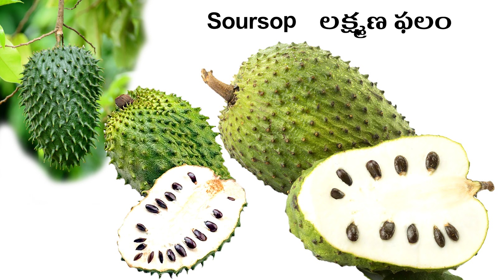 FRUITS PHALAMULU Picture Dictionary English Telugu
