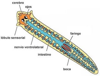 Vermes | Reino Metazoa Vermes (Reino Metazoa)