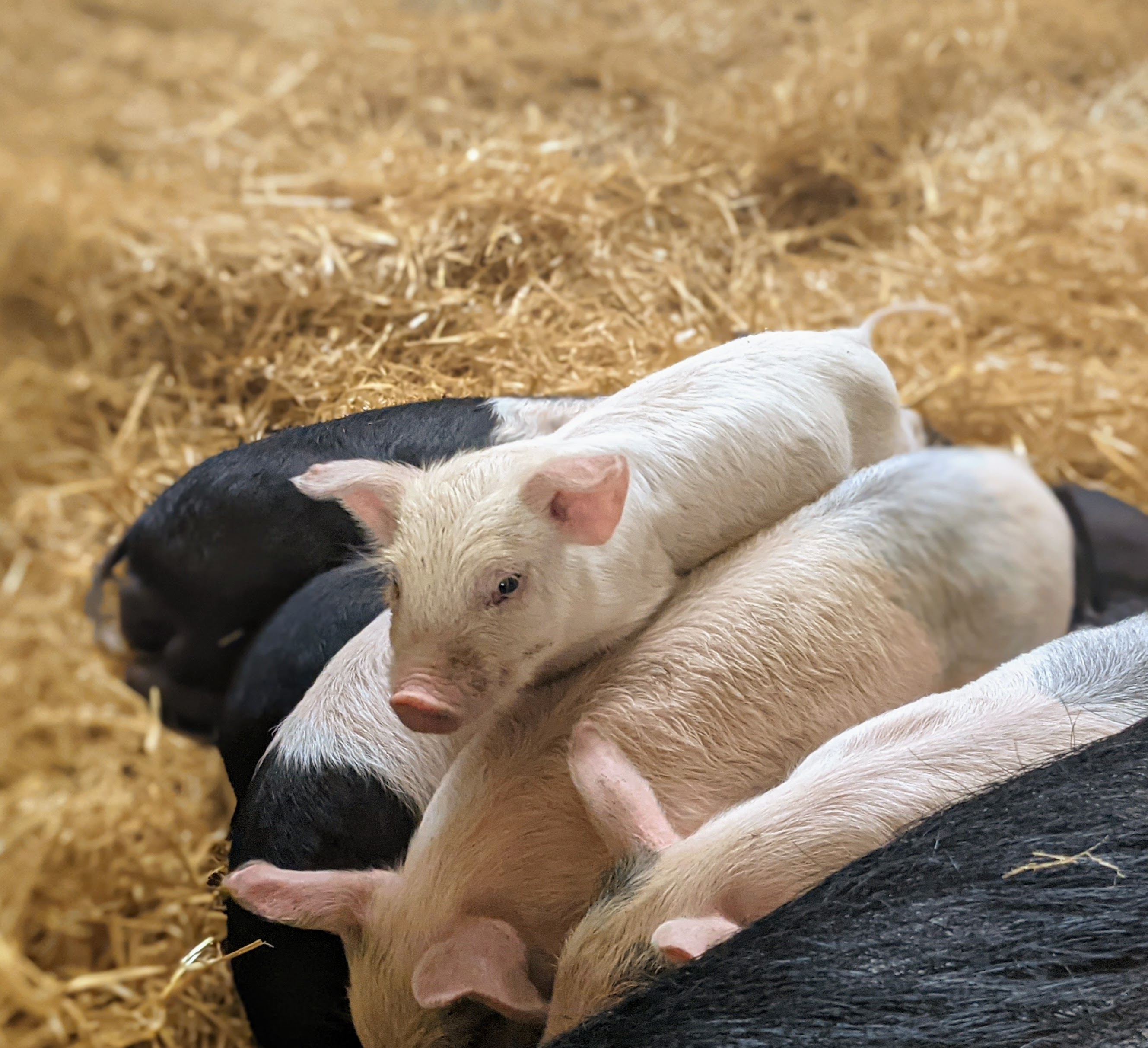 Broom House Farm Forest Adventure Review North East Family Fun