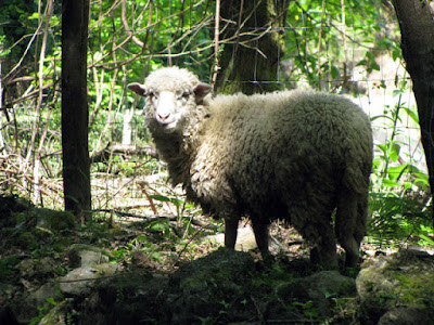 uma ovelha