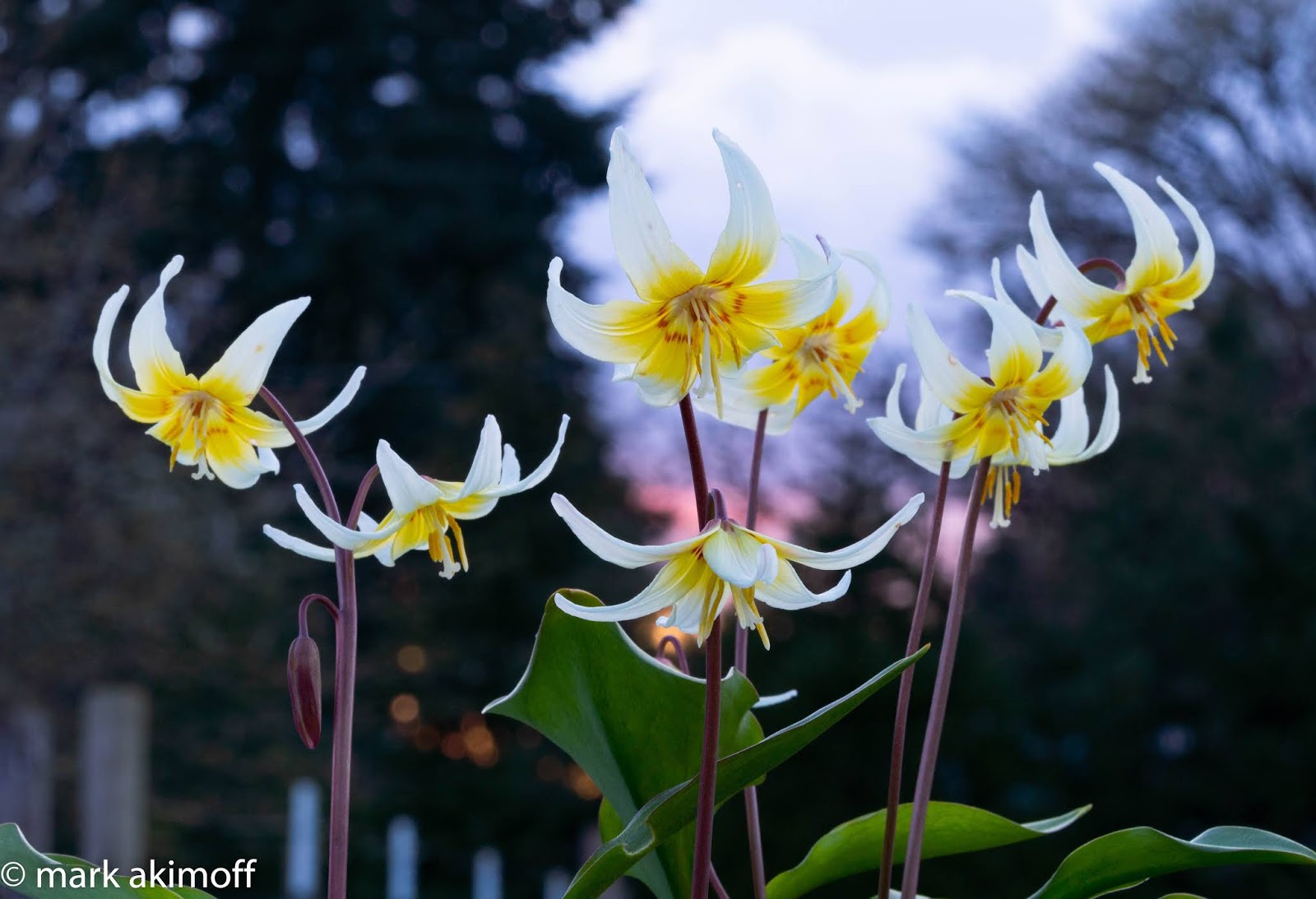 illahe Rare Bulbs A new Erythronium introduction!
