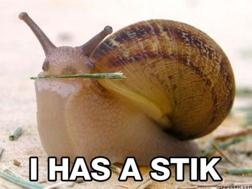 http://1.bp.blogspot.com/-EvTcAvUef0c/TlawhiJWZYI/AAAAAAAADMU/KQxbzP0hdik/s1600/funny+snail+pictures.jpg