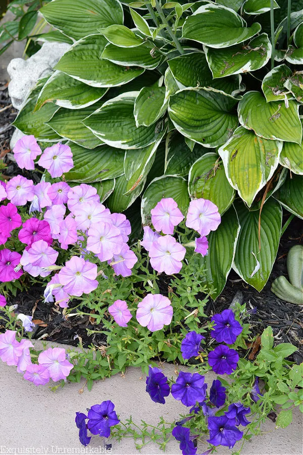 Cottage Style Garden Plants