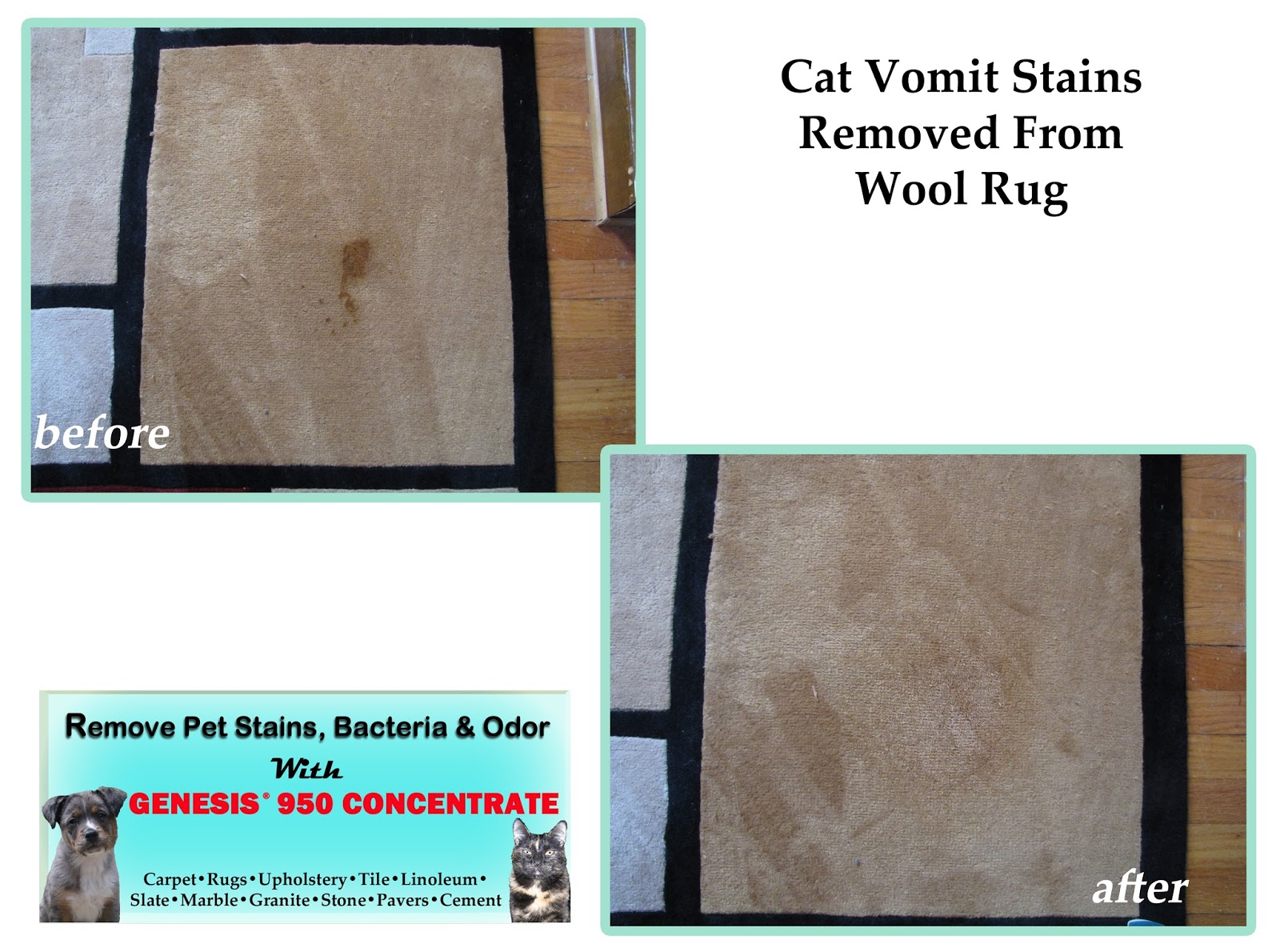 Best Carpet Cleaner And Stain Remover Genesis 950 Before & After Pics