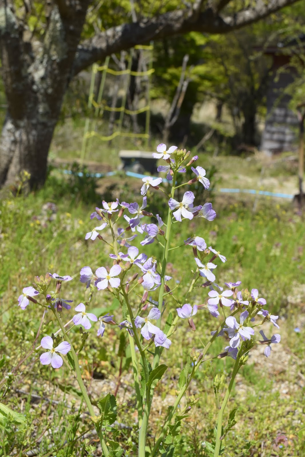 磐城蘭土紀行 辛み大根の花